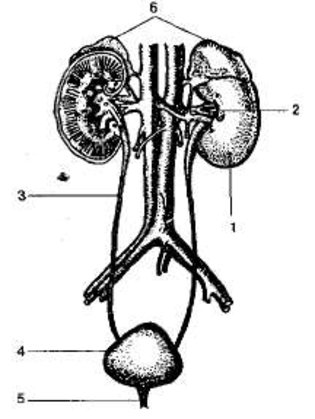 Мочевыделительная система рисунок